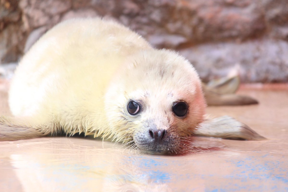 伊勢シーパラダイス【公式】 tweet media