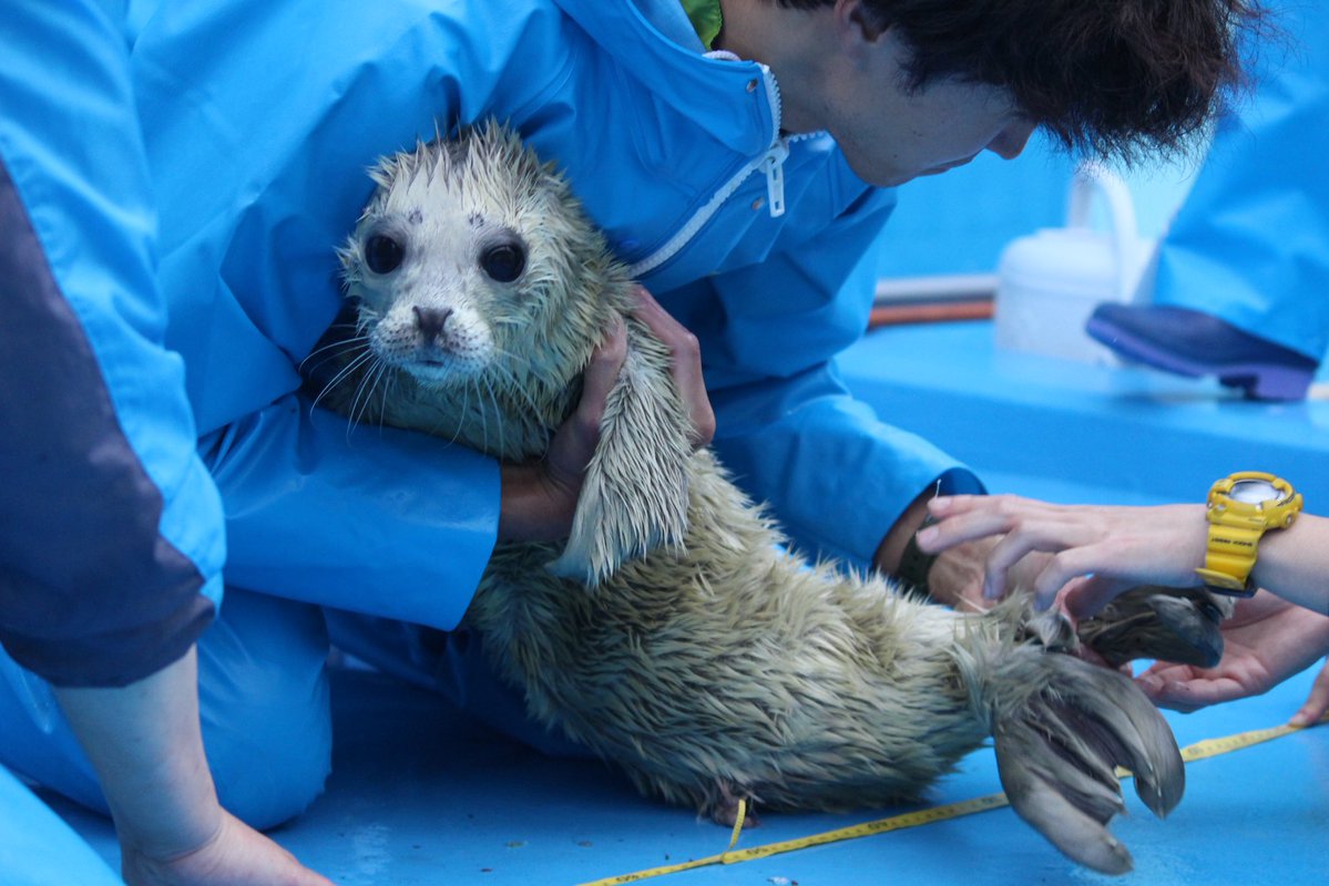 伊勢シーパラダイス【公式】 tweet media