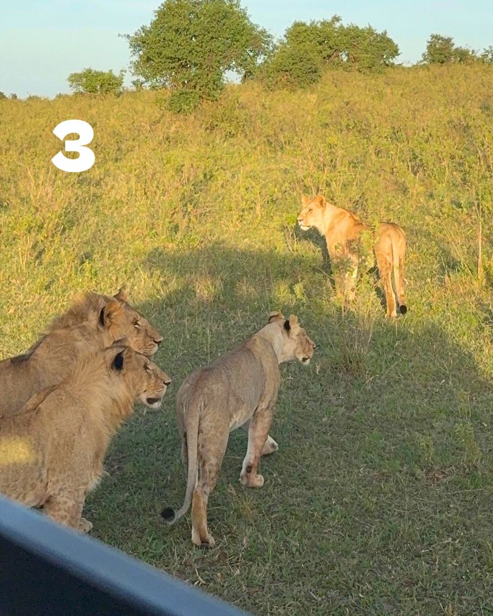 jacks_flights's tweet image. Can you guess where each member is? (Scroll down for the answers👇)

1. Barbados
2. El Salvador
3. Kenya

#travel #windowview #traveltips #cheapflights