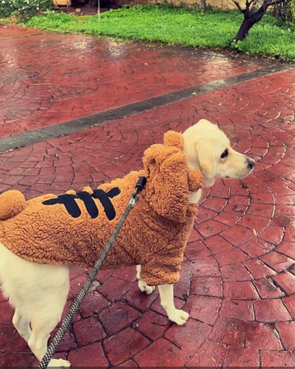 adoptdontshopl's tweet image. 🐕FOR ADOPTION🐕
✨ Meet Bella ✨ This 5-year-old girl is friendly, gentle, and full of love 💙 She is fully vaccinated, healthy, and would make a wonderful companion 🐾
Spaying is a must.
📞 Contact: 70-171209
Can’t adopt? Please share!

#adoptdontshop #dog #adoption #lebanon