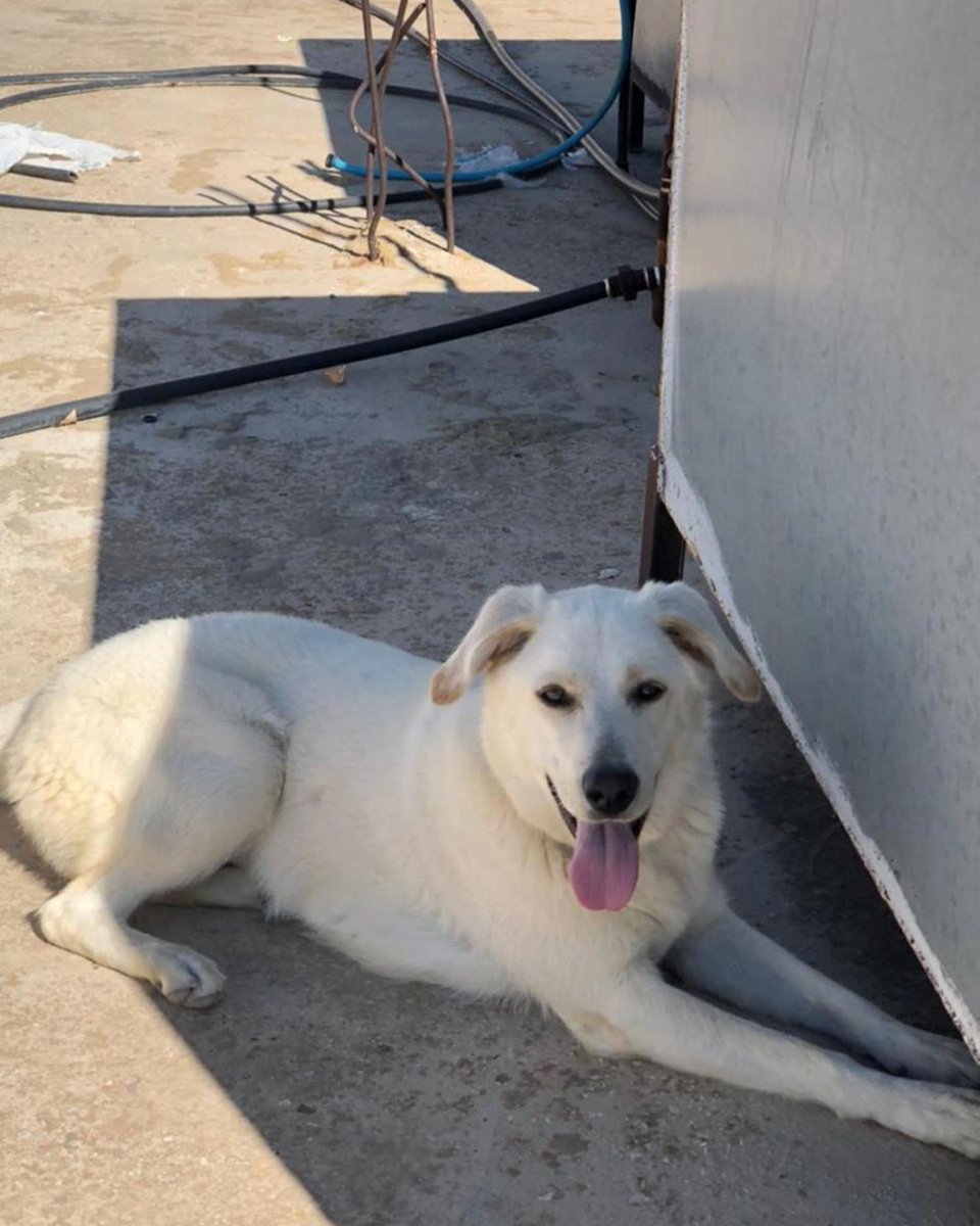 adoptdontshopl's tweet image. 🐕FOR ADOPTION🐕
✨ Meet Bella ✨ This 5-year-old girl is friendly, gentle, and full of love 💙 She is fully vaccinated, healthy, and would make a wonderful companion 🐾
Spaying is a must.
📞 Contact: 70-171209
Can’t adopt? Please share!

#adoptdontshop #dog #adoption #lebanon
