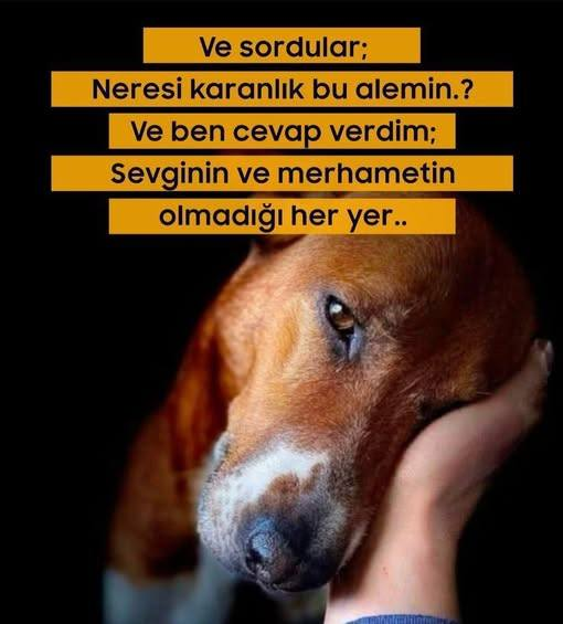 kedi tweet media