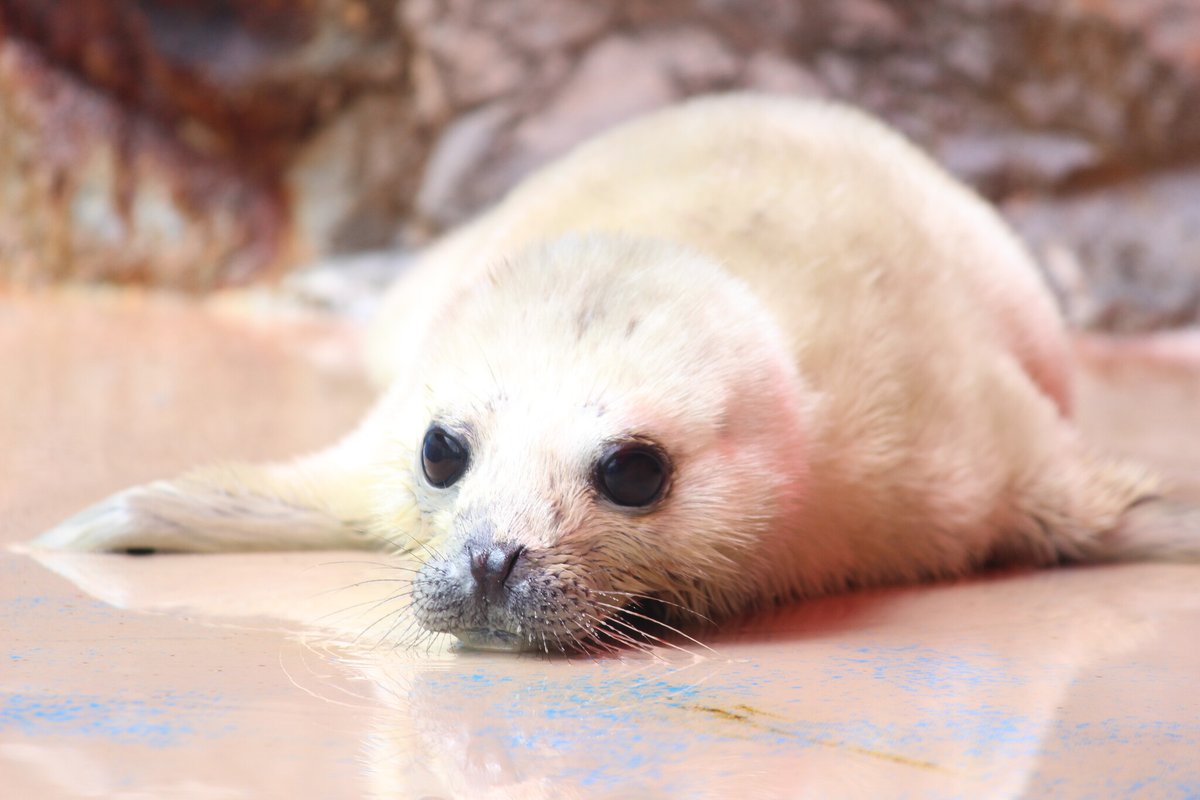 PR TIMESトラベル tweet media