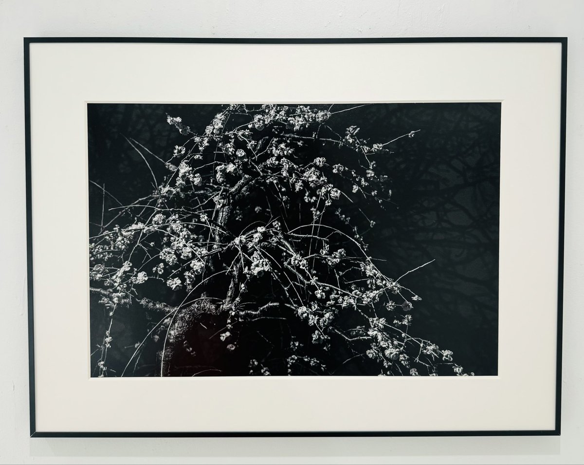 ありがとうございました🙇‍♂️😁
モノクロの梅の花を展示させて頂きました。