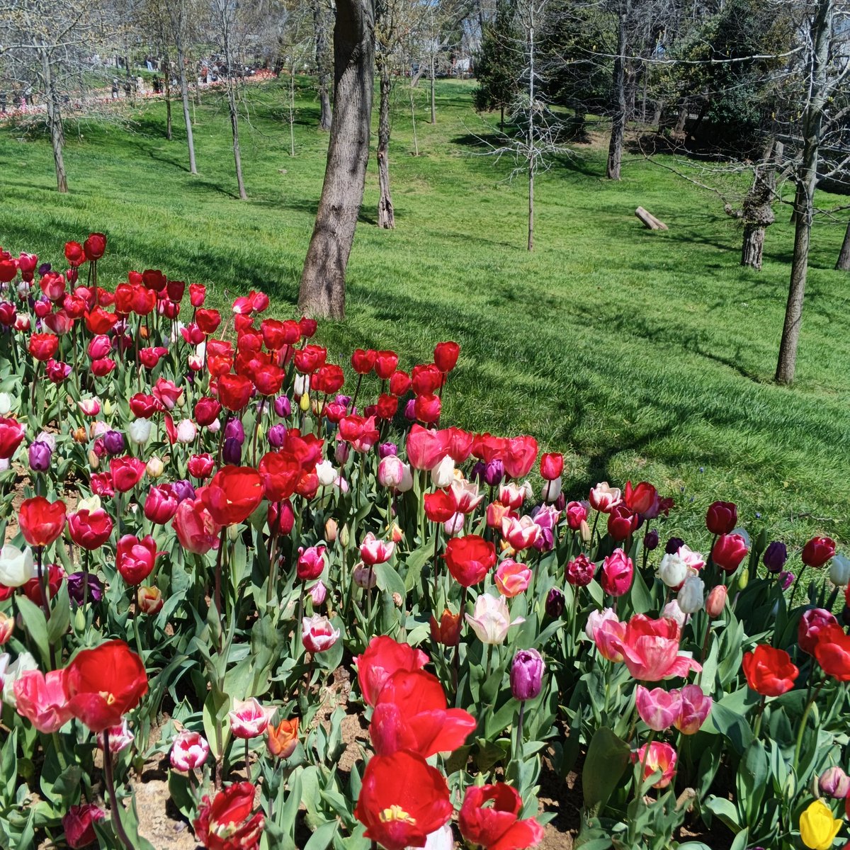 seker_7686's tweet image. “Allah nasip edecekse; dağı düz eder,
denizi yol eyler, getirir kaderine, bahar eyler.”

#Günaydın
#Mutluhaftalar
#Pazartesi