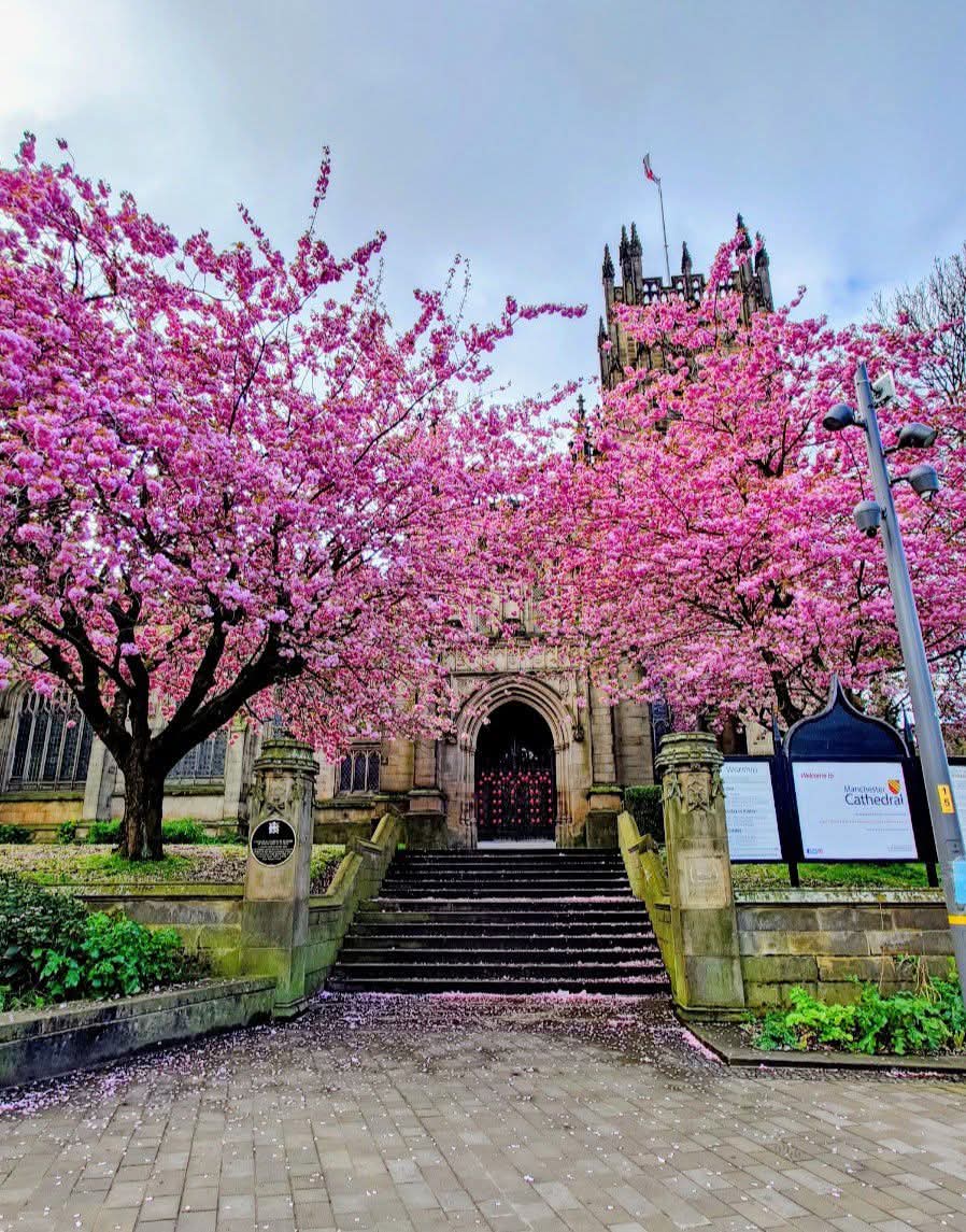MonicaCrimmins's tweet image. Good morning Monday.  A new week ahead.  The beautiful blossom 🌸 taken yesterday outside Manchester Cathedral #Manchester