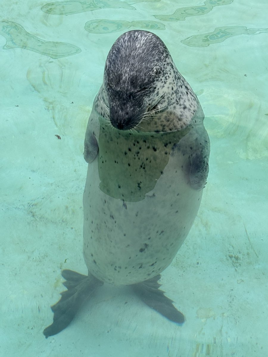 ひとでまん。@ポケカ初心者🔰 tweet media