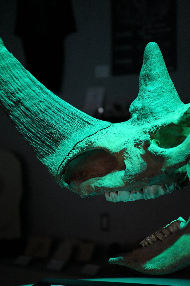 買える化石博物館 tweet media