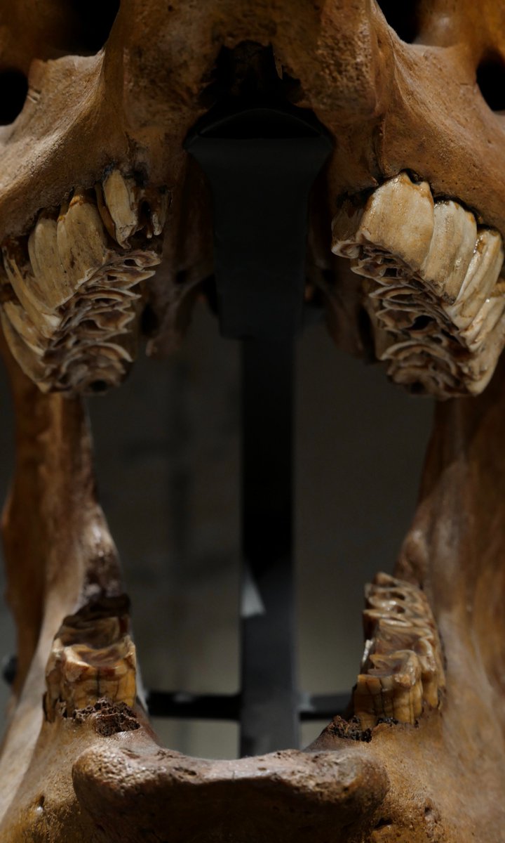 買える化石博物館 tweet media