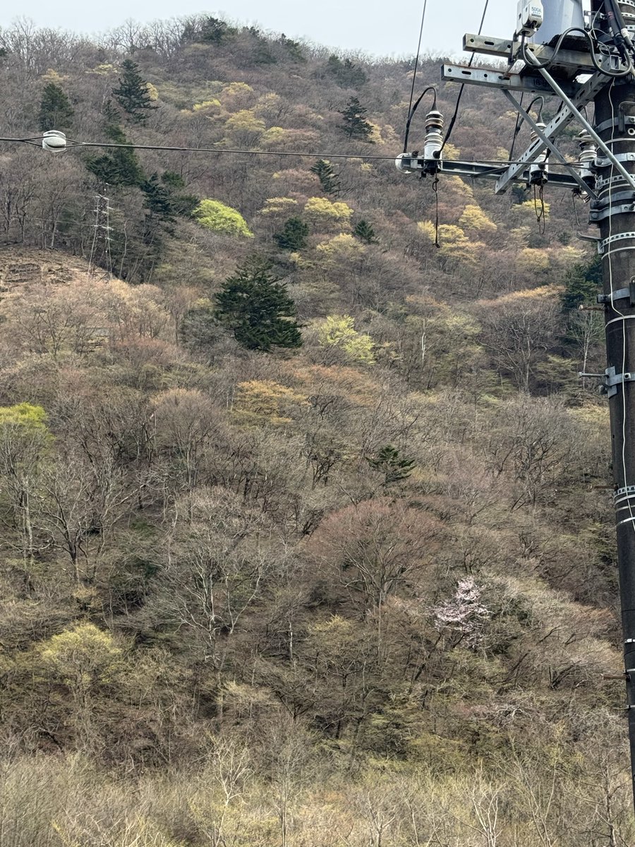 桜1本だけ耐えてる
