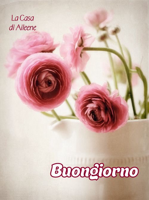 pattyfra1's tweet image. Oggi mi basta poco:
una cosa bella e un pensiero leggero.

Buongiorno 🩷
#mondaymood #BuongiornoATutti ☕️