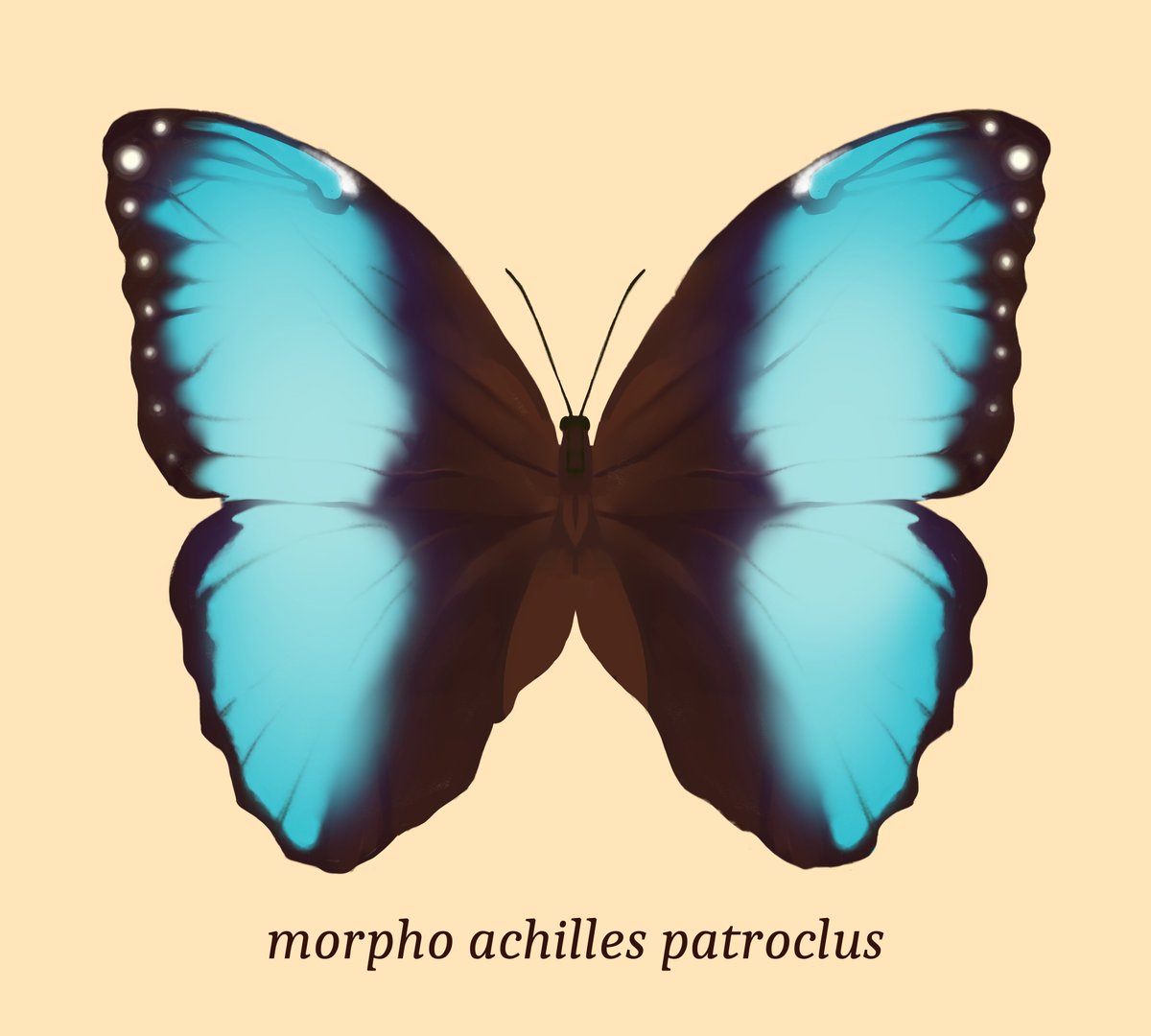 Sleepy Pigeon tweet media