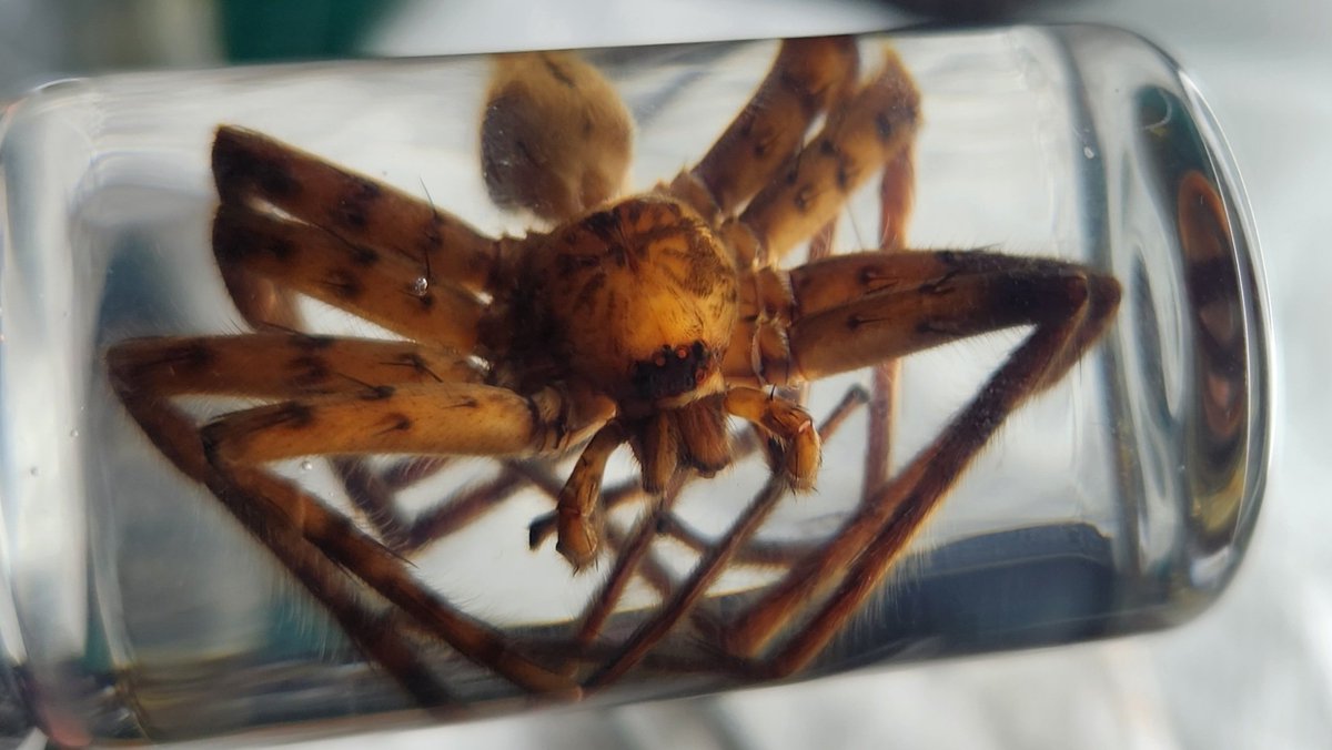 girbigen's tweet photo. cane spider, has damaged eyes and abdomen unfortunately :( https://t.co/I2tX9DQTnX