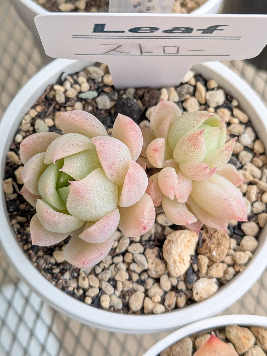 mikamikakamika's tweet image. うっすらピンク🩷
＃多肉植物　＃ストロー