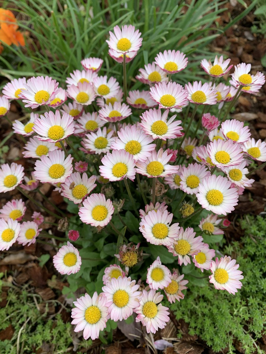 Green Pool tweet media