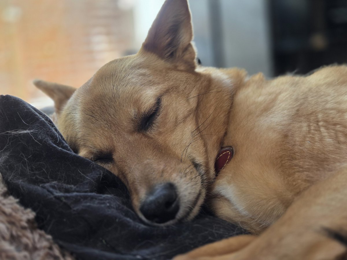 保護猫保護犬との日常 tweet media