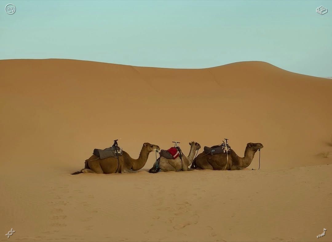 Should you seek comfort today, indulge in some Cantonese dim sum; it's truly incredibly gratifying.