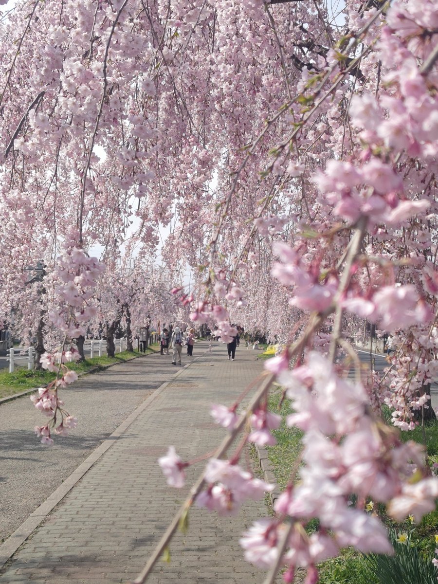 JabiGabu's tweet photo. 喜多方のしだれ桜も満開。 https://t.co/YNCbJ5HIZ4