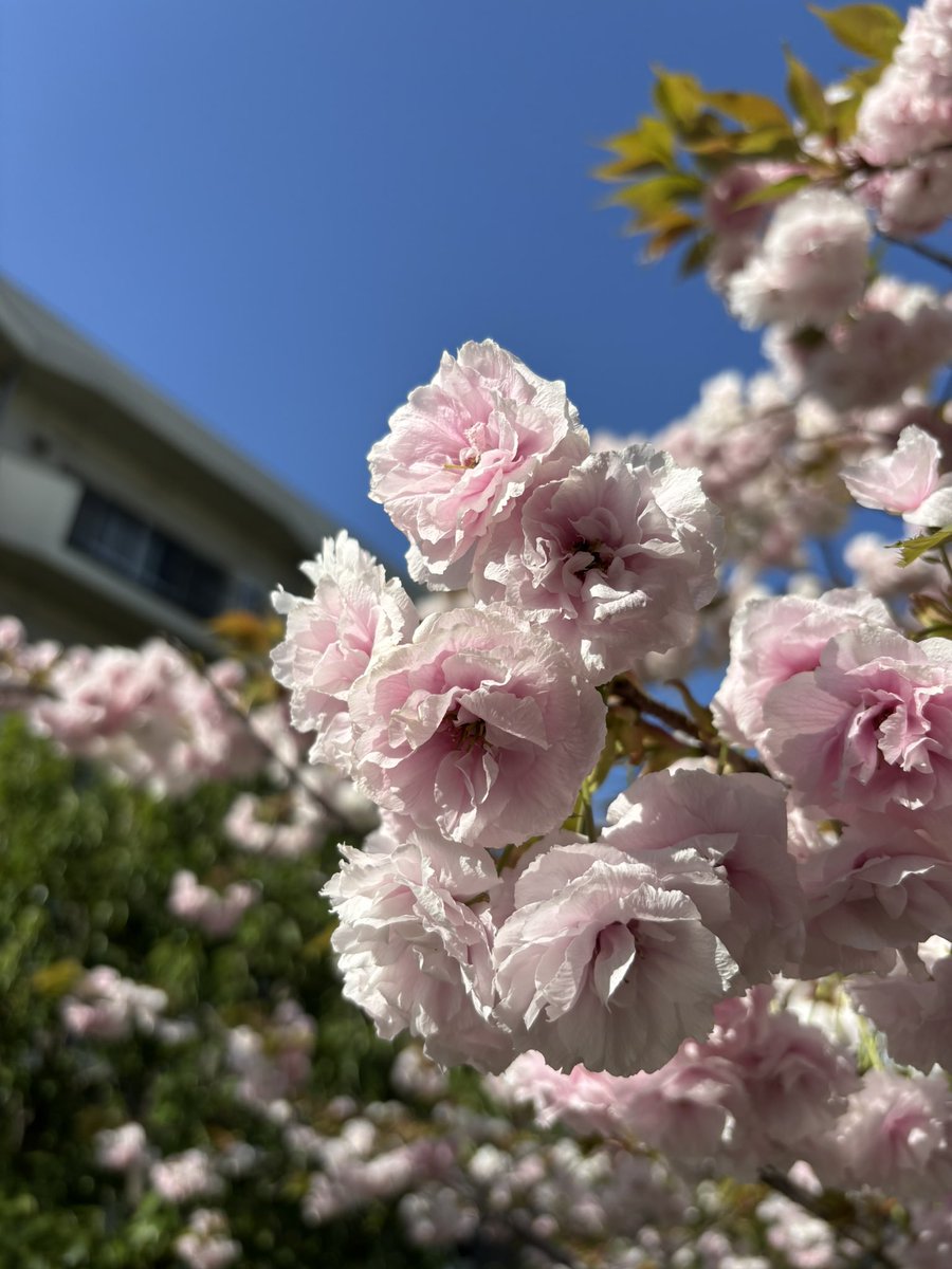 ちゃんぷるず tweet media