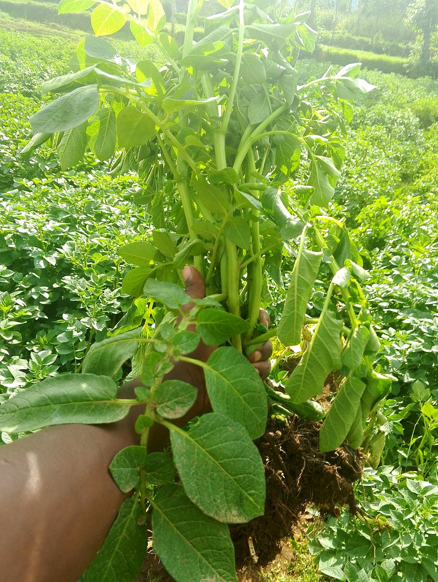 Iradukunda1650's tweet photo. Roguing diseased potato plants early prevents the spread of infections like Late blight and protects healthy crops. Regular field monitoring helps farmers detect problems quickly, take timely action, maintain plant health, improve tuber quality production.#Roguing
#potatoHealth https://t.co/JflWHxkECa