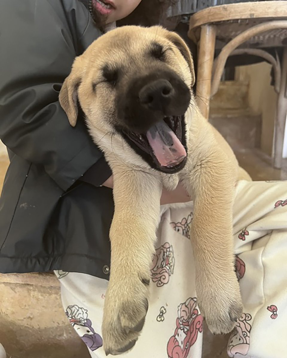 adoptdontshopl's tweet image. 🐕FOSTER-ADOPT🐕
✨ Meet JayJay ✨ This 2.5-month-old puppy was dumped on the streets. She is now vaccinated, dewormed, and ready for a loving forever home 🐾
She loves to sleep and relax.
📞 Contact: 70-928557
Can’t adopt? Please share!

#adoptdontshop #dog #adoption #lebanon