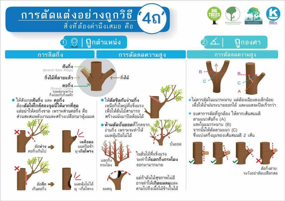 iannnnn's tweet photo. กรุงเทพฯ นี่ยังดี ที่มีการเทรนจากรุกขกรมืออาชีพว่าควรตัดแต่งต้นไม้ยังไงให้ถูกต้อง
แต่��ับแถวบ้านเรา หรือหน่วยงานอื่นๆ (เช่นการไฟฟ้า) ทีมตัดต้นไม้เข���ไม่สนอะไรเลย มาถึงก็บั่นยอดให้หายเกะกะแค่ให้ทำงานครั้งนั้นสะดวก ไม่ได้คิดว่าต้นไม้จะพิการหนัก แล้วเป็นภาระในการตัดแต่งครั้งถัดไป แย่ https://t.co/p6kFuYVdBv