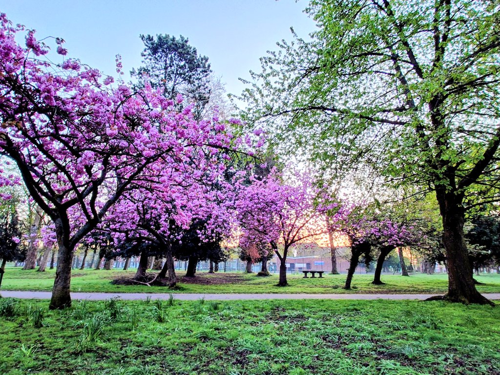 MonicaCrimmins's tweet image. I have been excited coming back each week seeing if it has arrived.  Now it has 🌸 🩷 Alexandra Park.  Moss Side. #Manchester  this morning.