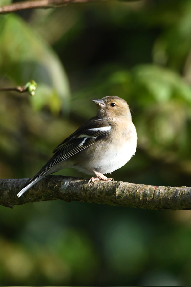 nealesmithworld's tweet image. Chaffinch 
Bude Cornwall 〓〓
#Bude #Cornwall 
#Chaffinch