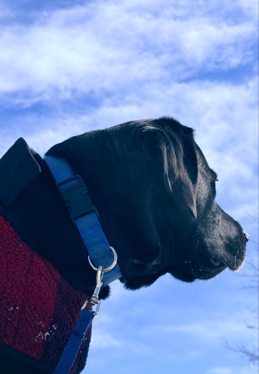 Jake72545474's tweet image. One more look.
No. 🇨🇦
#Black #Labrador #Retriever #Calgary