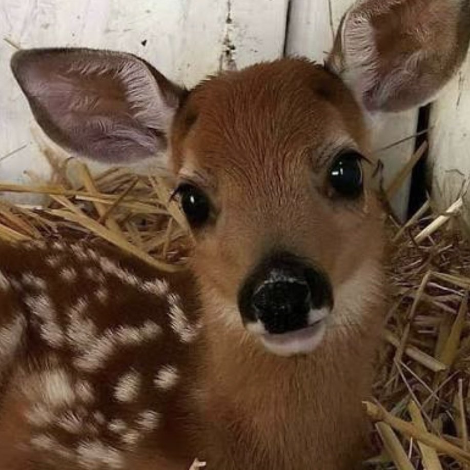 ﹫𝗹𝗶𝘃𝗸𝗮𝘁𝗲𝗰𝗼𝗼𝗸𝗲 ‍ tweet media