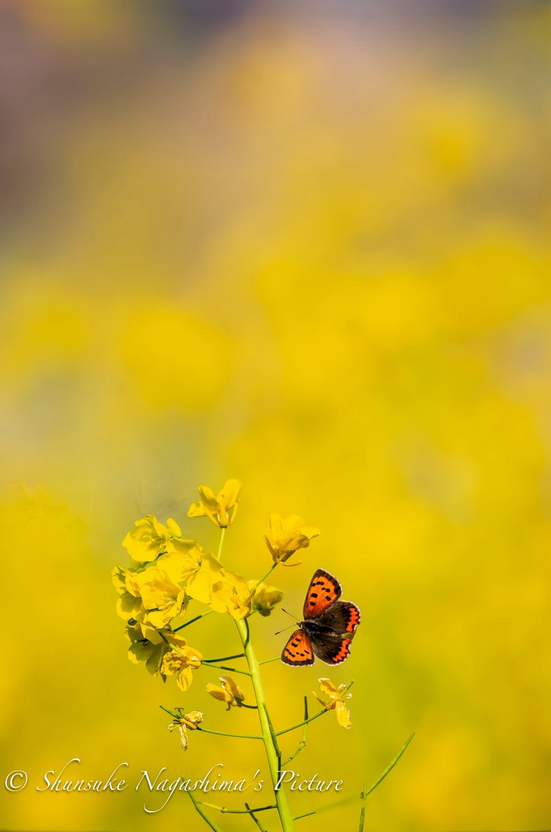 写真家・永島俊介 Shunsuke Nagashima tweet media