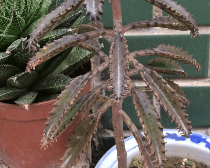 Seba baruja tweet media