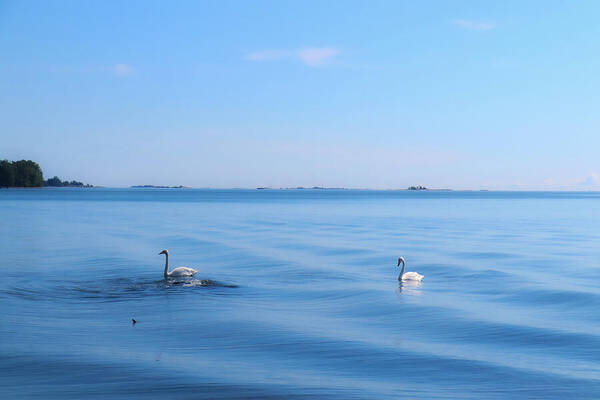 HurmerintaArt's tweet image. The Swans Love The Waves.
#summer #swans #sea #wallart #giftidea

 johanna-hurmerinta.pixels.com/featured/the-s…