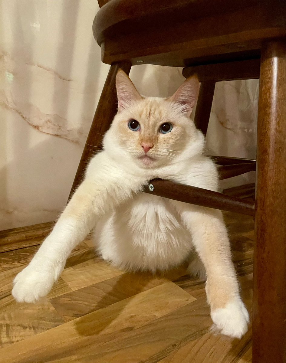 кот Алибасова tweet media