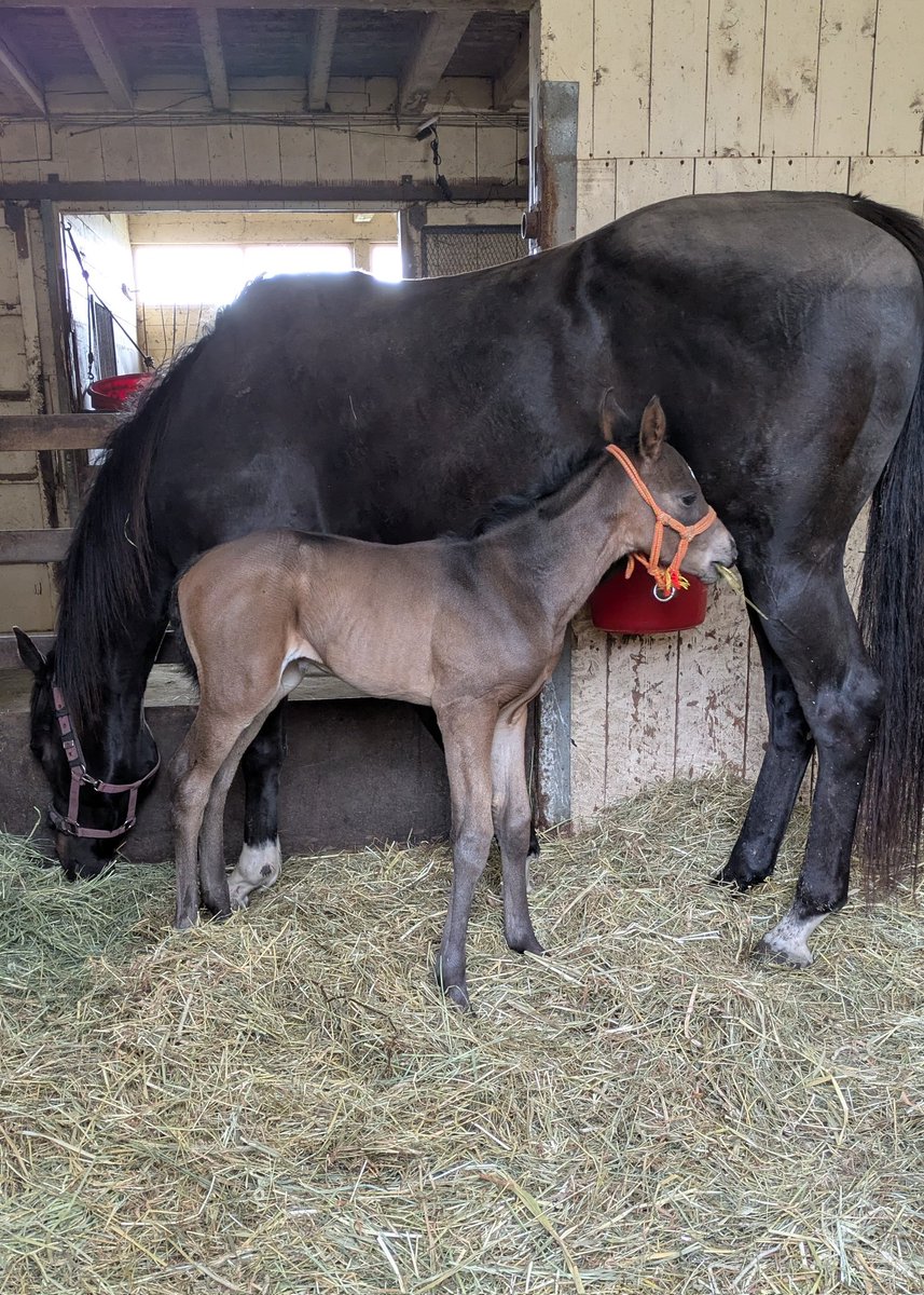 笹島智則牧場 tweet media