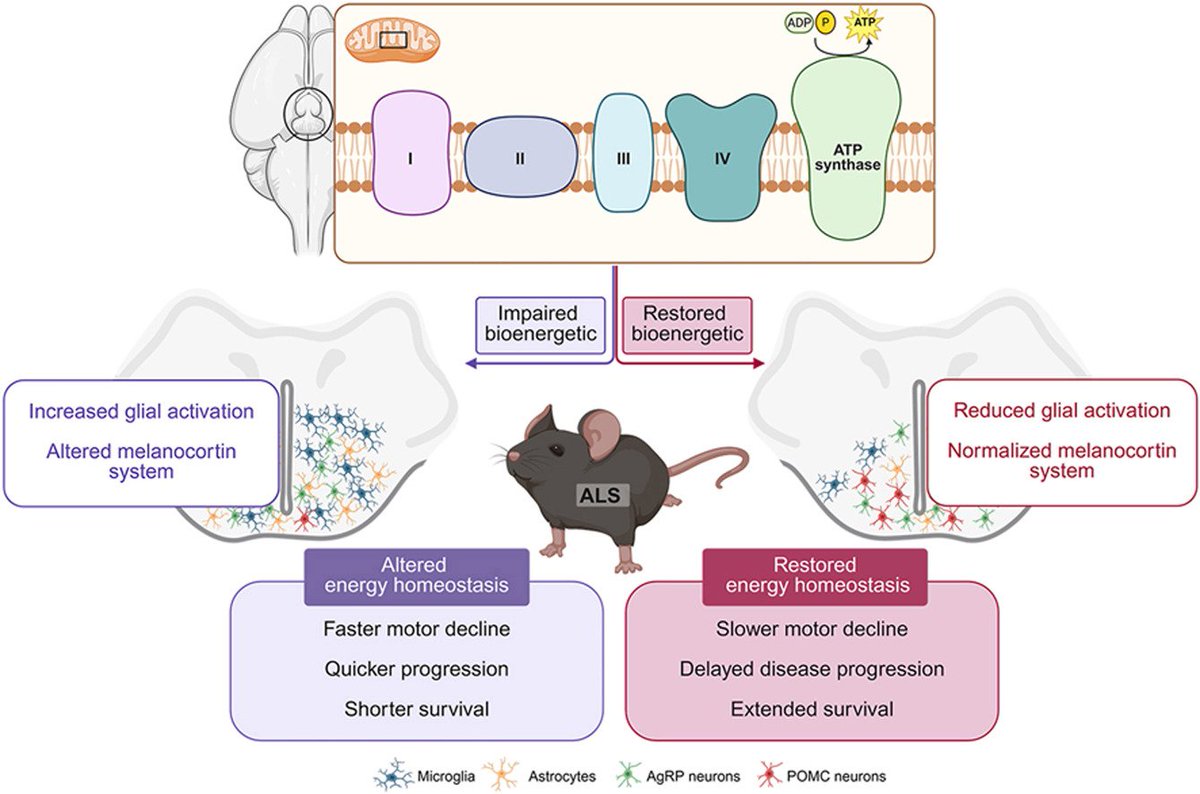 MarcoRosina1's tweet image. Happy to #share che new #study I contributed to about #hypothalamus is an early site of #mitochondrial failure and #neuro-#immune circuit disruption in #amyotrophiclateralsclerosis #ALS #motorneuron #neuroscience #research #science on @MolMetab  sciencedirect.com/science/articl…