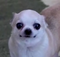 car leak tweet media