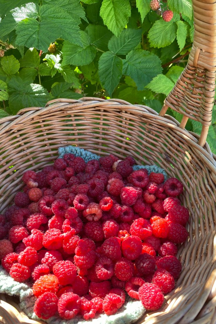 maruumamaru tweet media