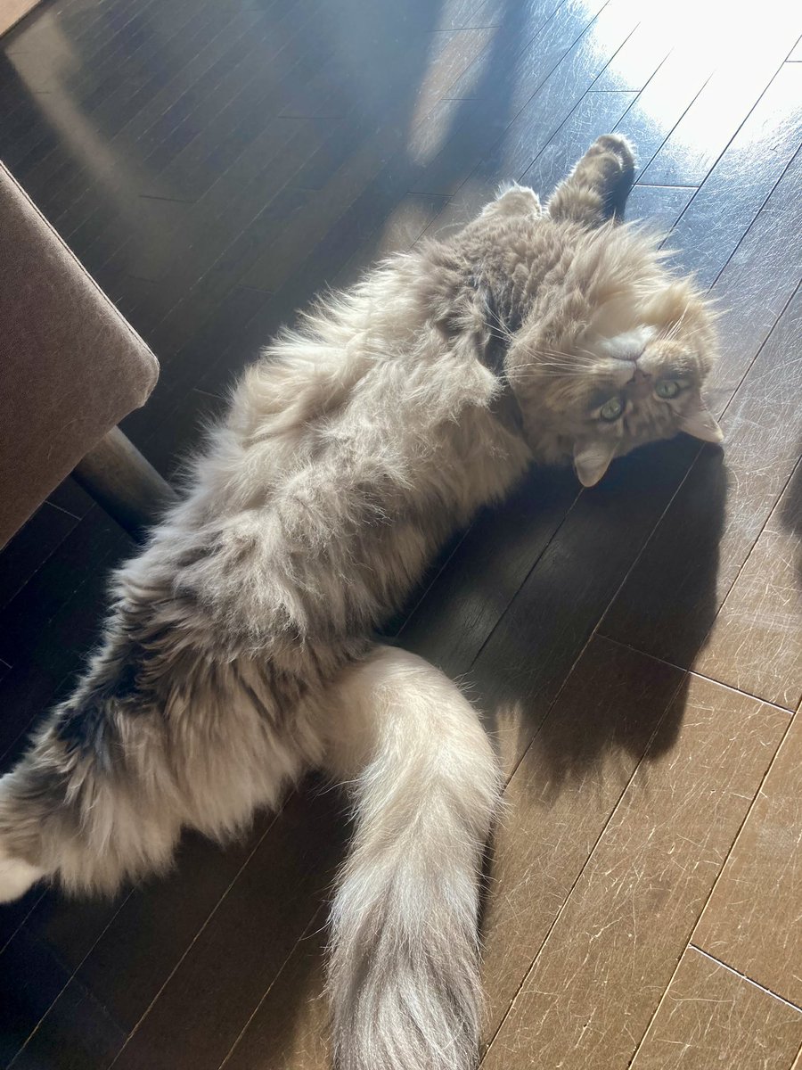 サコーンズ tweet media