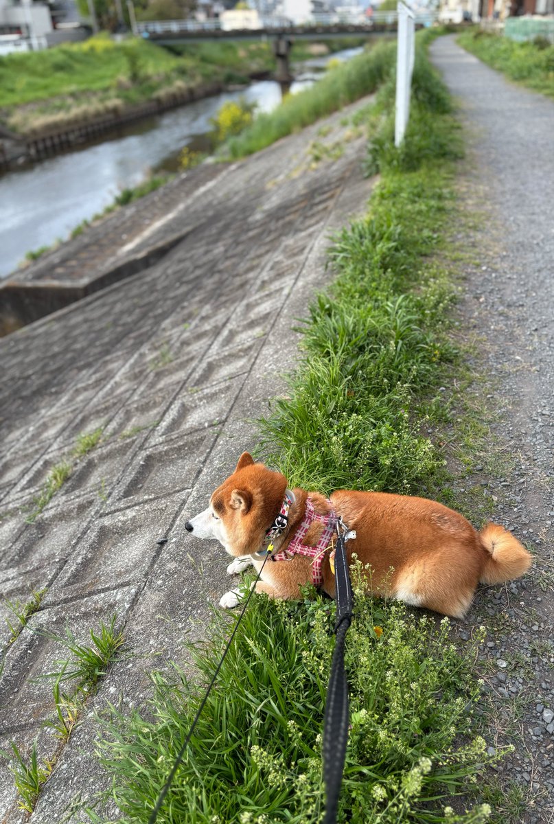 今日の黄昏れ柴
#柴犬　#犬
#川散歩
#黄昏れる犬
#柴犬が好きすぎるで使っていいよ