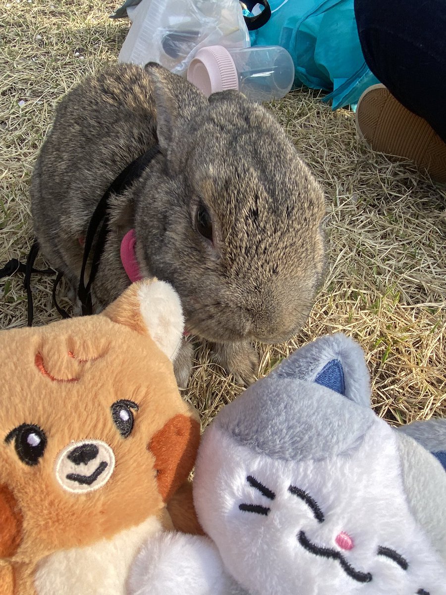 へちまる🧸🤎ྀི tweet media