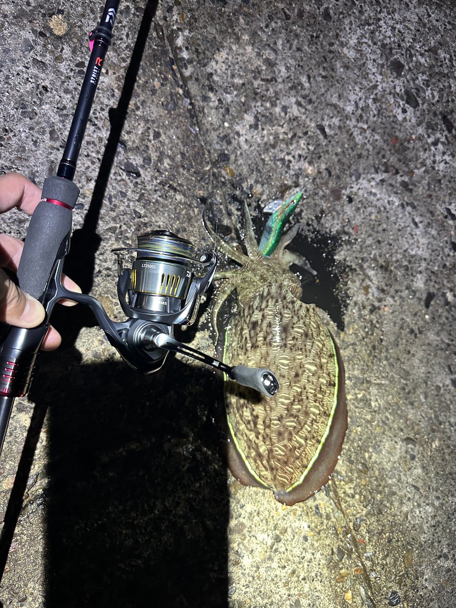 🦑🎣ま〜〜さ🚢🐟 tweet media