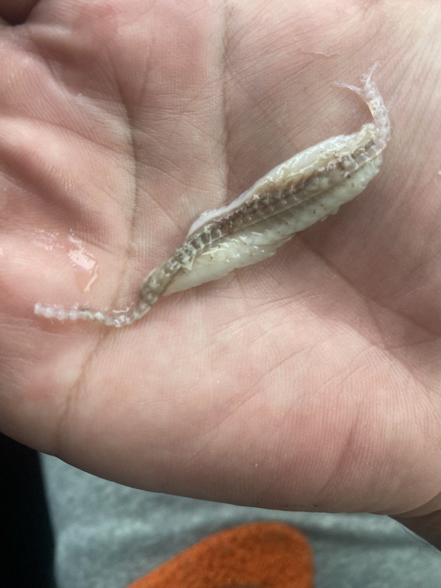 AobaFishingClub's tweet photo. ナバロン150、オーバージョー130でグリグリドカン
〆はパンチラインマッソー
ベイトはキビナゴ？ https://t.co/ulridkpOlc