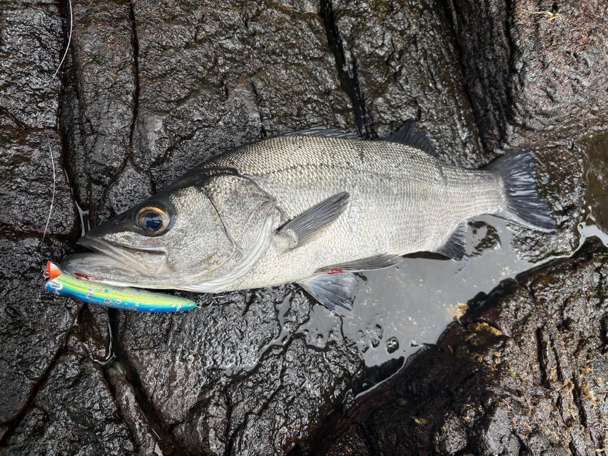 AobaFishingClub's tweet photo. ナバロン150、オーバージョー130でグリグリドカン
〆はパンチラインマッソー
ベイトはキビナゴ？ https://t.co/ulridkpOlc