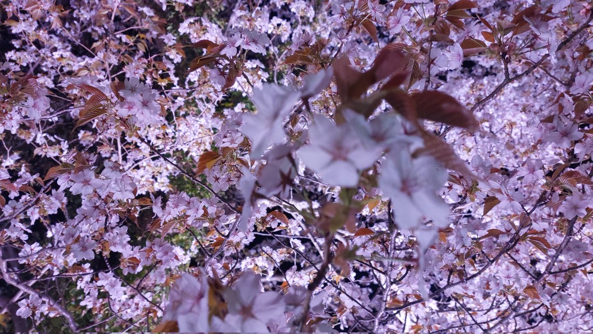 弥彦では
次々と桜が咲いています🌸🌸🌸

今キレイなのは
ヤホール前の桜と
おもてなし広場の枝垂れ桜

どちらもライトアップ始めました🌸🌸🌸