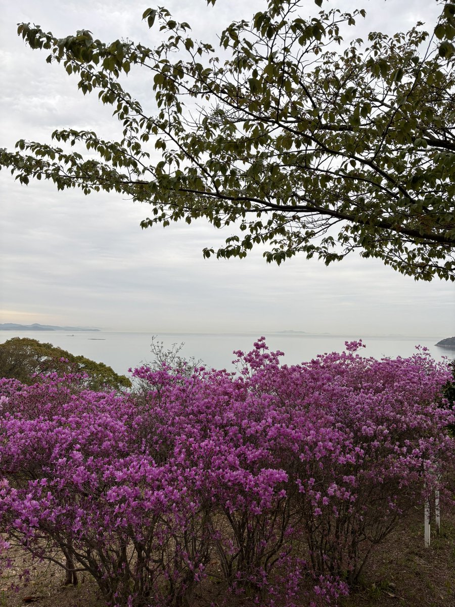 牛窓神社ネギの呟き@日本のエーゲ海 tweet media