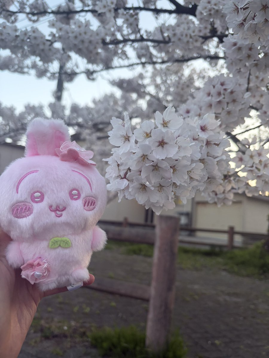 はちうさ tweet media