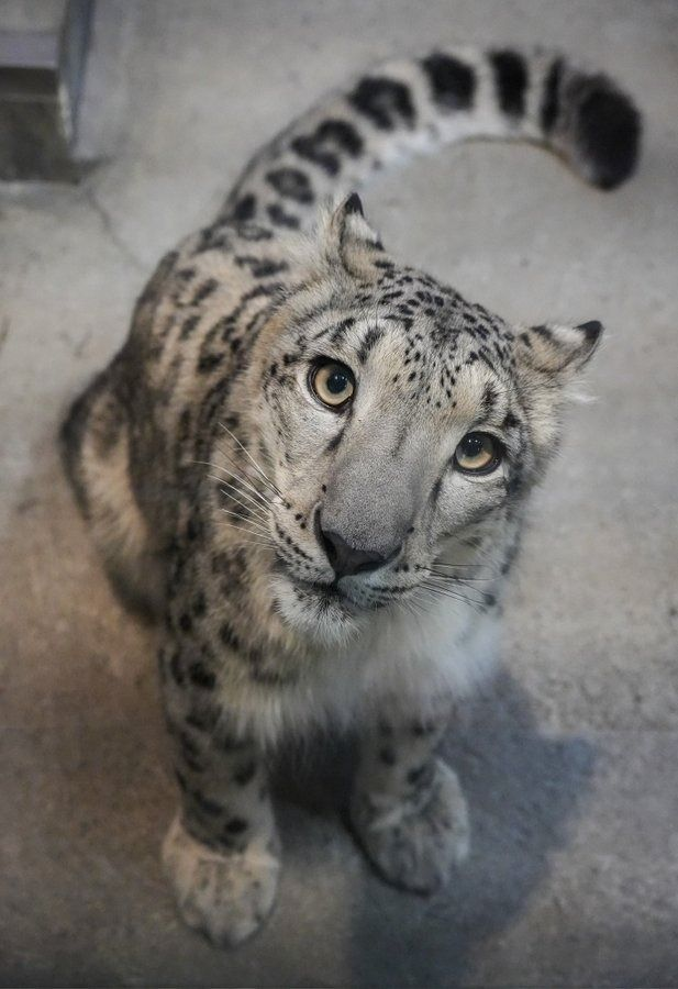 woof "pronouns" woofington tweet media