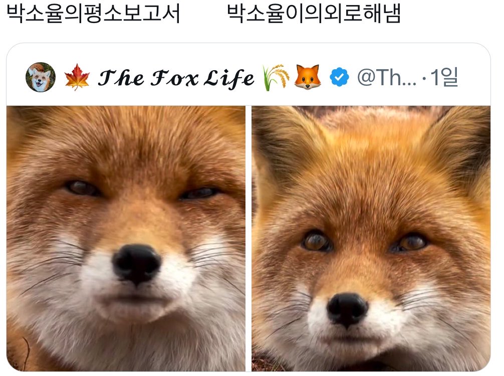 /ᐠ ᵕ ˕ ᵕマ tweet media