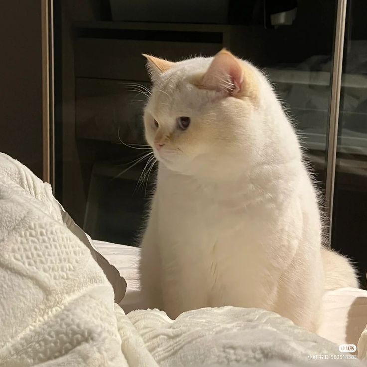 No Context Cats tweet media